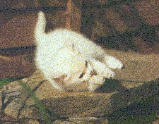 Gatti (283)